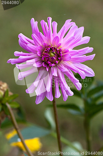 Image of Flower