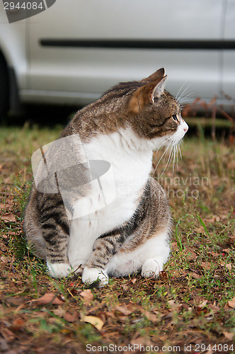 Image of Cat