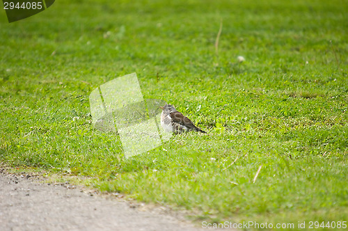 Image of Turdus pilaris