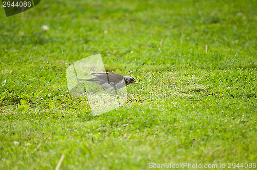 Image of Turdus pilaris