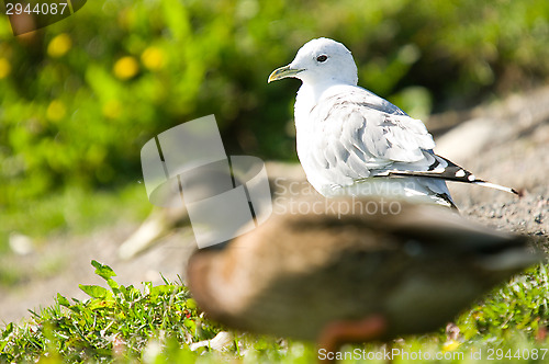 Image of Gull and duck