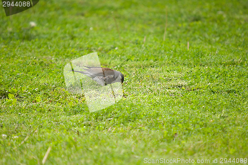 Image of Turdus pilaris