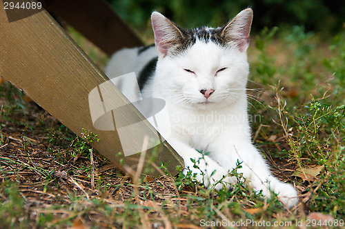 Image of Domestic cat