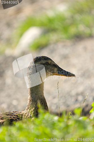 Image of Duck