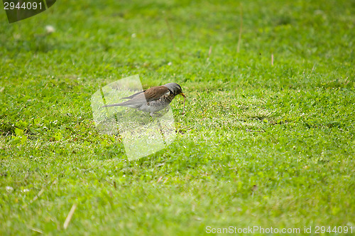 Image of Turdus pilaris