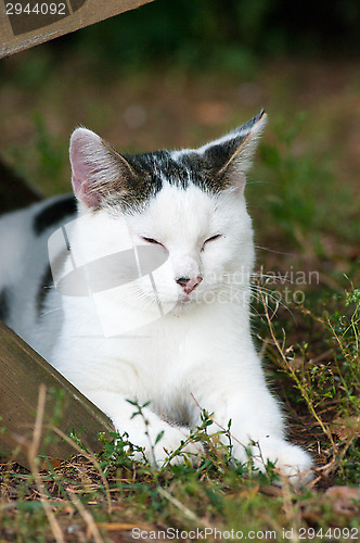 Image of Domestic cat