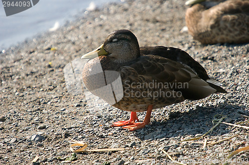 Image of Ducks