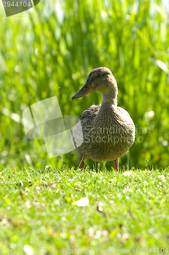 Image of Duck