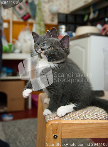Image of Kittens