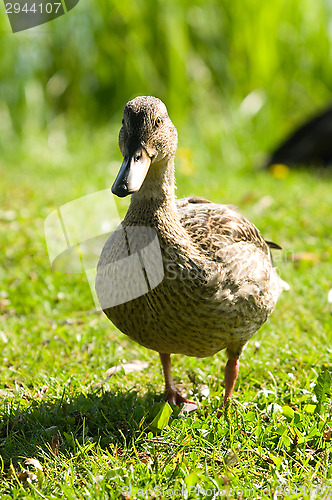 Image of Duck