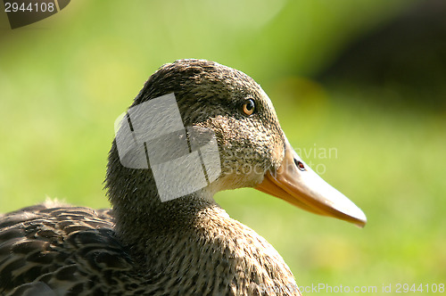 Image of Duck