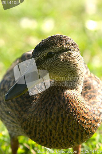 Image of Duck