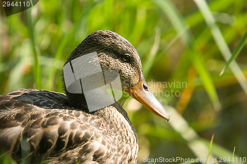 Image of Duck