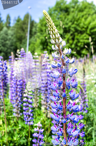 Image of Lupine