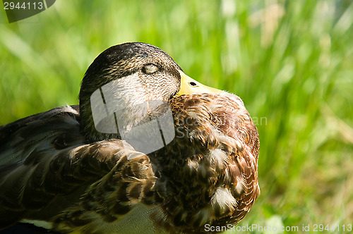 Image of Duck