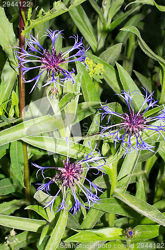 Image of Flowers