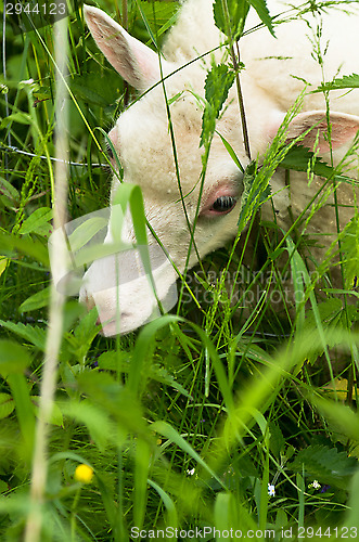 Image of Sheep