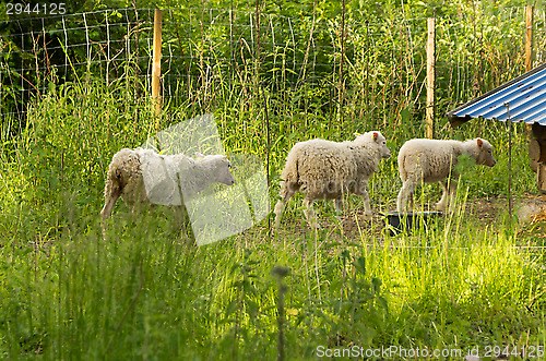 Image of Sheep