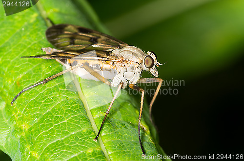 Image of Fly
