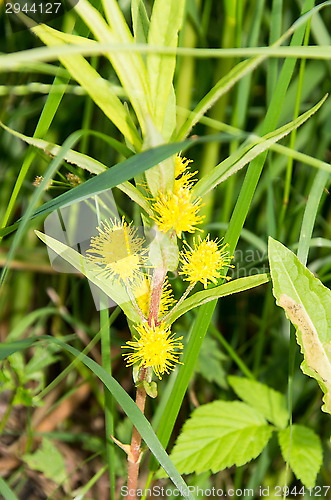 Image of Yellow flowers