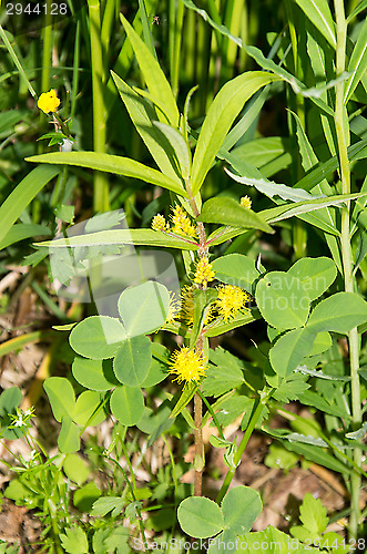 Image of Yellow flowers