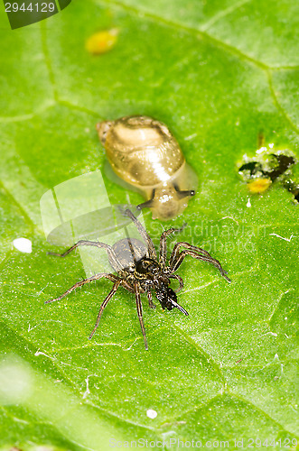 Image of Spider