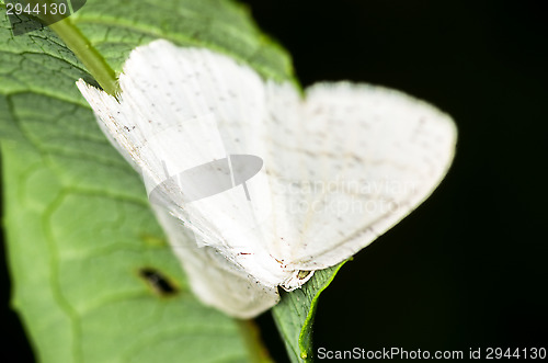 Image of Butterfly