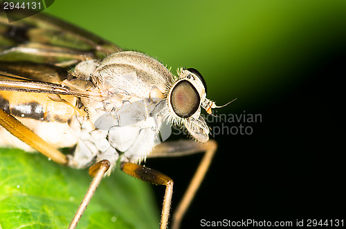 Image of Fly