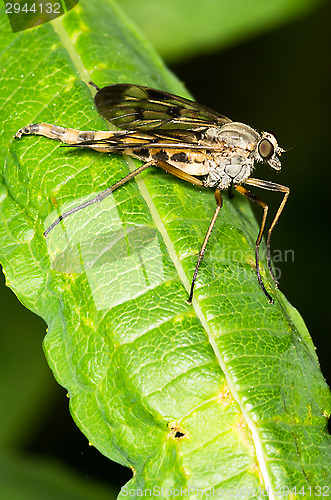 Image of Fly