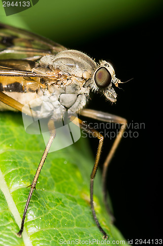 Image of Fly