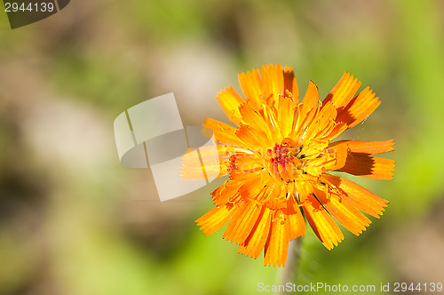 Image of Flowers