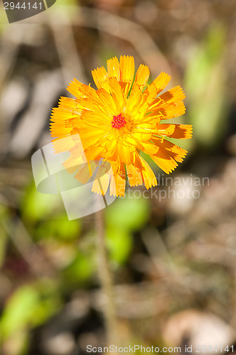 Image of Flower