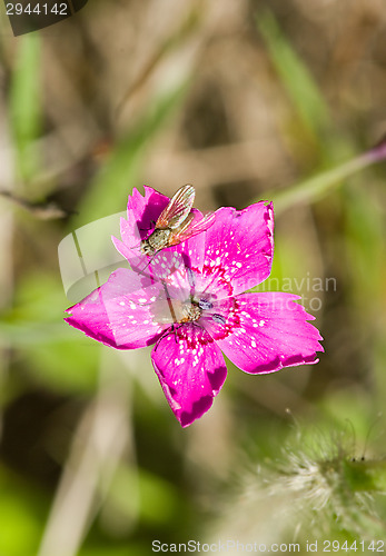 Image of Flies in flower