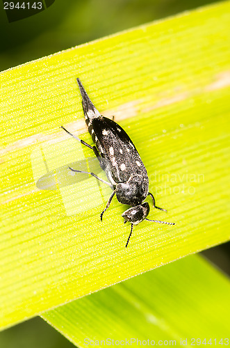 Image of Beetle