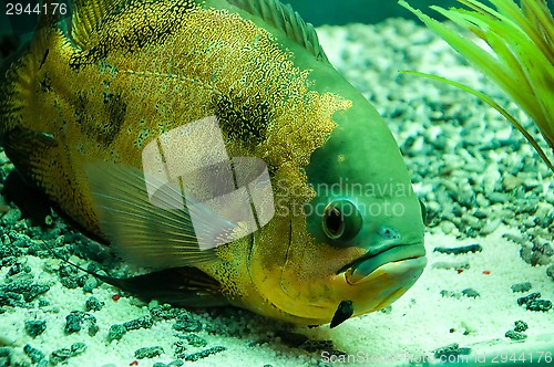 Image of Astronotus ocellatus or Astronoutus Oscar