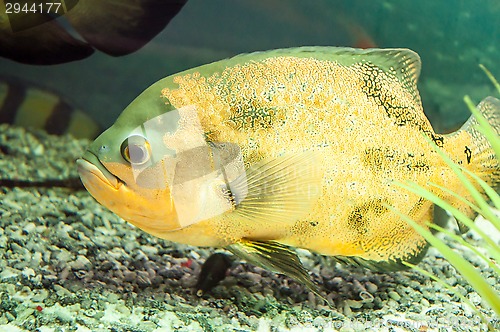 Image of Astronotus ocellatus or Astronoutus Oscar