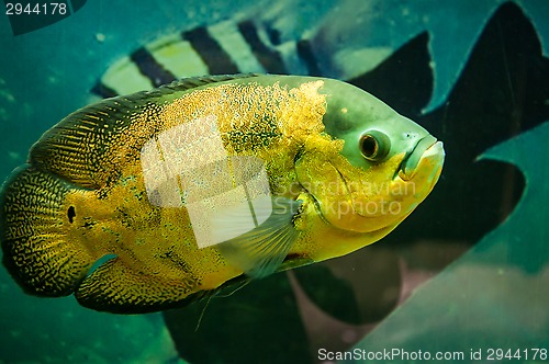 Image of Astronotus ocellatus or Astronoutus Oscar