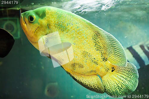 Image of Astronotus ocellatus or Astronoutus Oscar