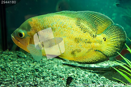 Image of Astronotus ocellatus or Astronoutus Oscar