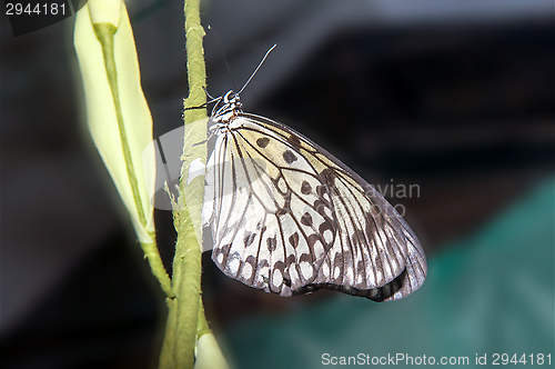 Image of Butterfly paper snakes  or Idea leuconoe