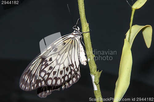 Image of Butterfly paper snakes  or Idea leuconoe