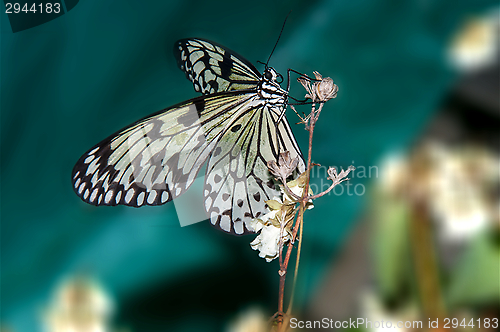 Image of Butterfly paper snakes  or Idea leuconoe