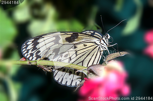 Image of Butterfly paper snakes  or Idea leuconoe