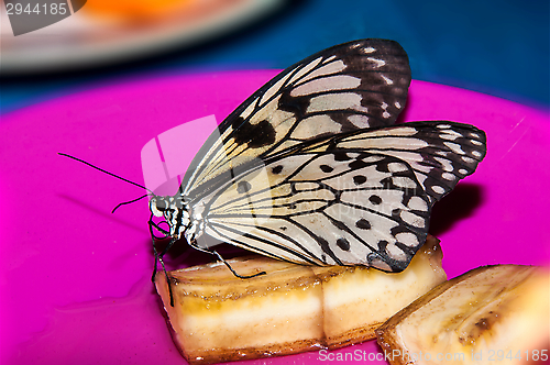 Image of Butterfly paper snakes  or Idea leuconoe