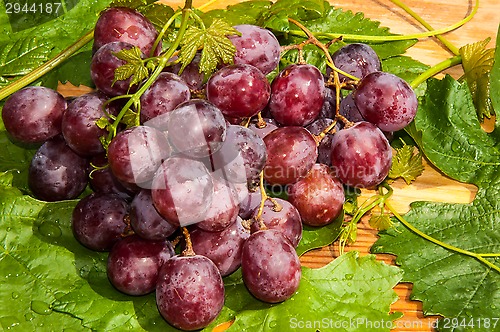 Image of Bunch of grapes