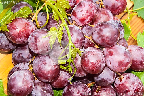 Image of Bunch of grapes