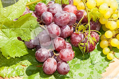 Image of Bunch of grapes