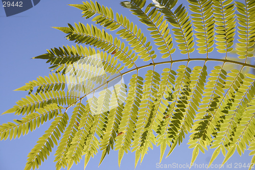 Image of Jacaranda leaf