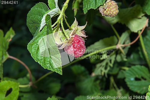 Image of Berry Raspberry