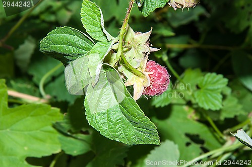 Image of Berry Raspberry